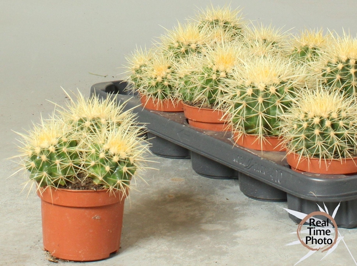 <h4>ECHINOC GRUSONII</h4>