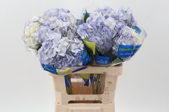 <h4>Hydr Light Lilac</h4>