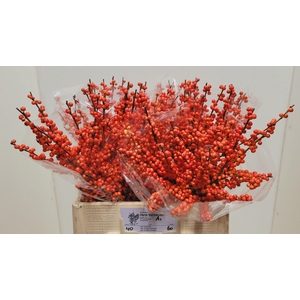 ILEX VE OUDIJ ORANGE