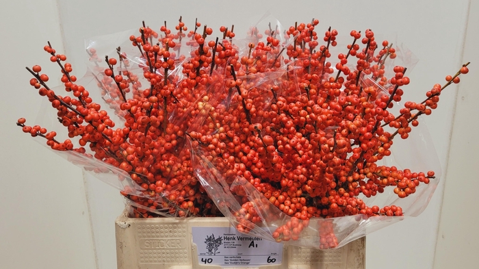 <h4>ILEX VE OUDIJ ORANGE</h4>
