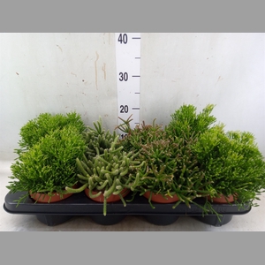 Rhipsalis   ...mix