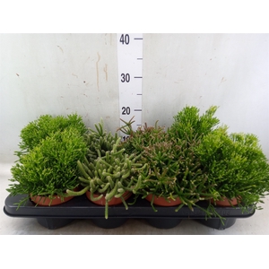Rhipsalis   ...mix