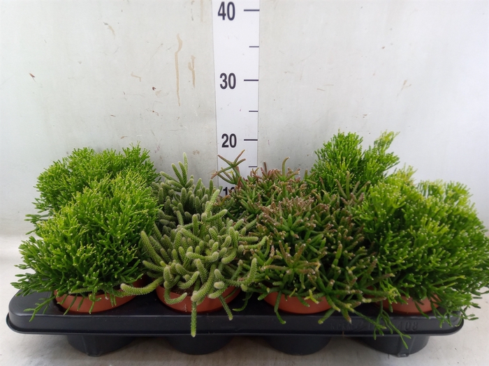 <h4>Rhipsalis   ...mix</h4>