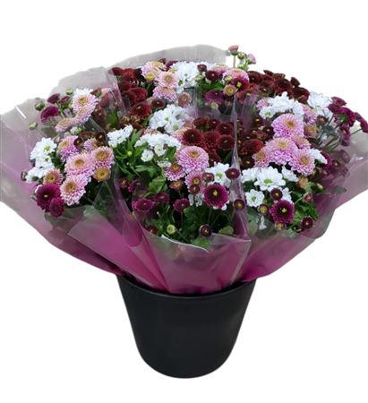 <h4>Chr San Gem In Bos</h4>