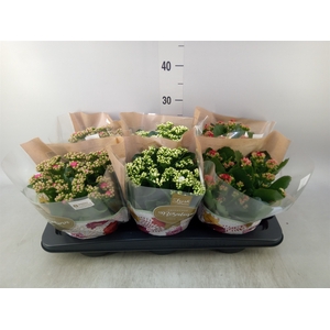 Kalanchoe blos. 'Rosalina'  ..mix 3
