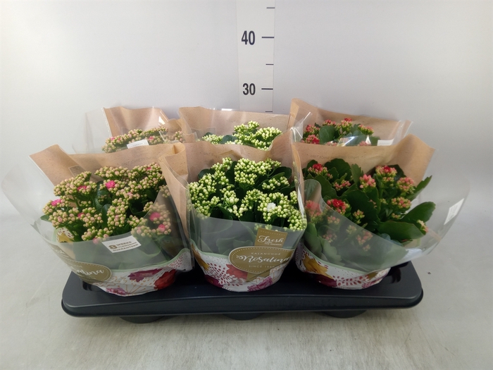 <h4>Kalanchoe blos. 'Rosalina'  ..mix 3</h4>