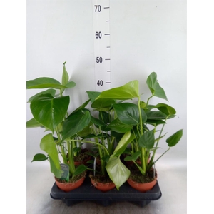 Monstera delic.