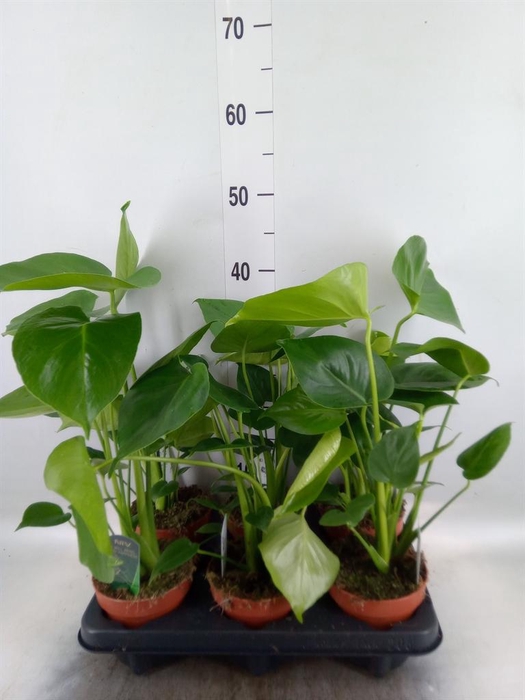 <h4>Monstera delic.</h4>