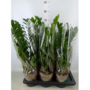 Zamioculcas zamiifolia