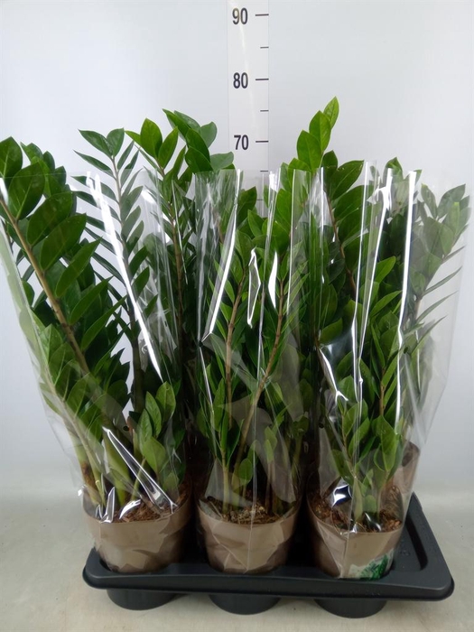 <h4>Zamioculcas zamiifolia</h4>