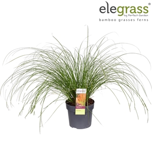 Carex testacea 'Prairie Fire' P19