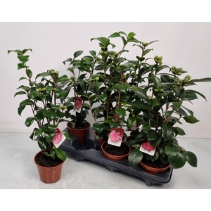 CAMELLIA JAPONICA