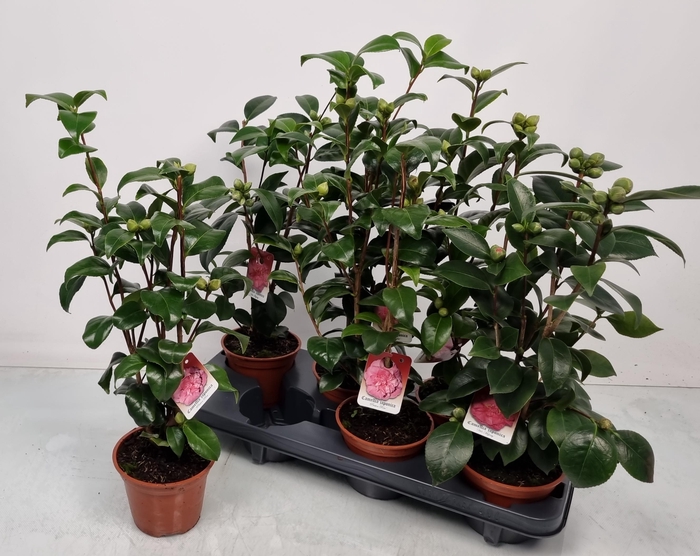 <h4>CAMELLIA JAPONICA</h4>