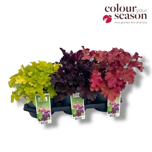Heuchera biologisch Mixtray NL-BIO-01