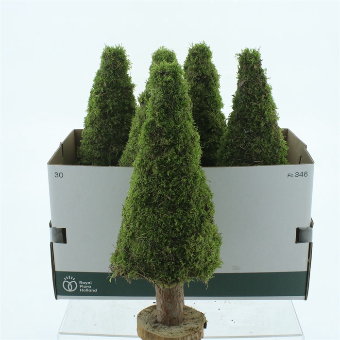 <h4>Moss Tree Round 50cm</h4>