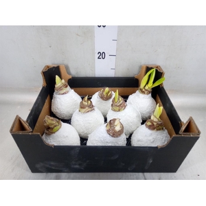 Hippeastrum   ...waxed H%