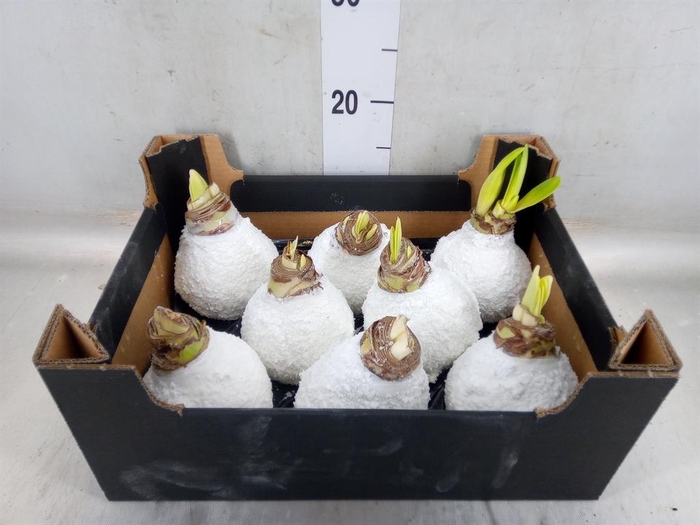 <h4>Hippeastrum   ...waxed H%</h4>