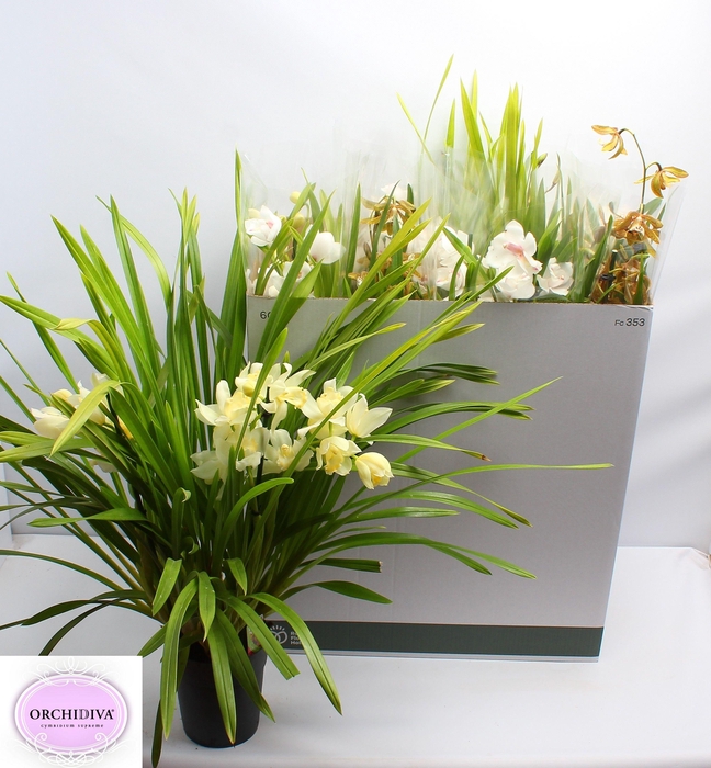 <h4>CYMB GEMENGD</h4>