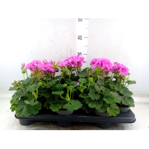 Pelargonium zona.   ...F1