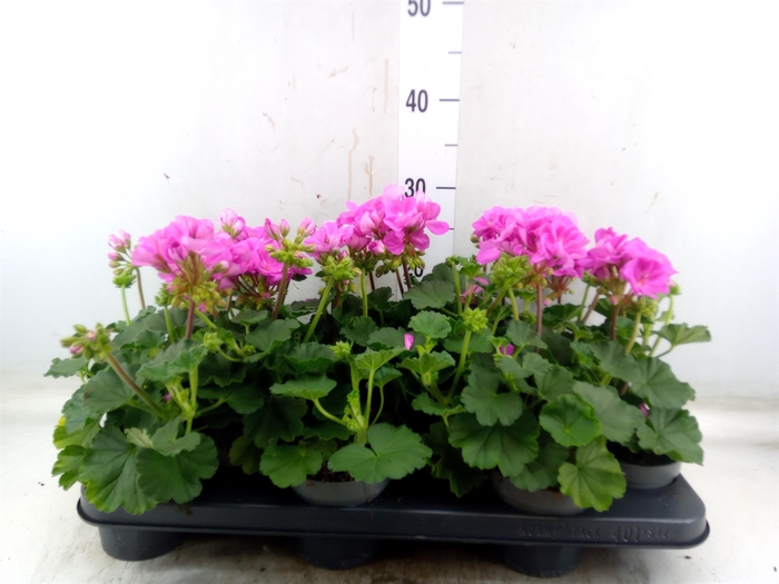 <h4>Pelargonium zona.   ...F1</h4>
