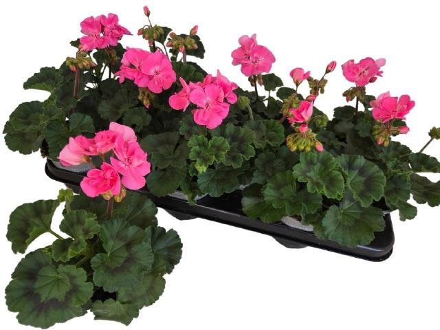 <h4>PEL ZON TOSC HANNA</h4>