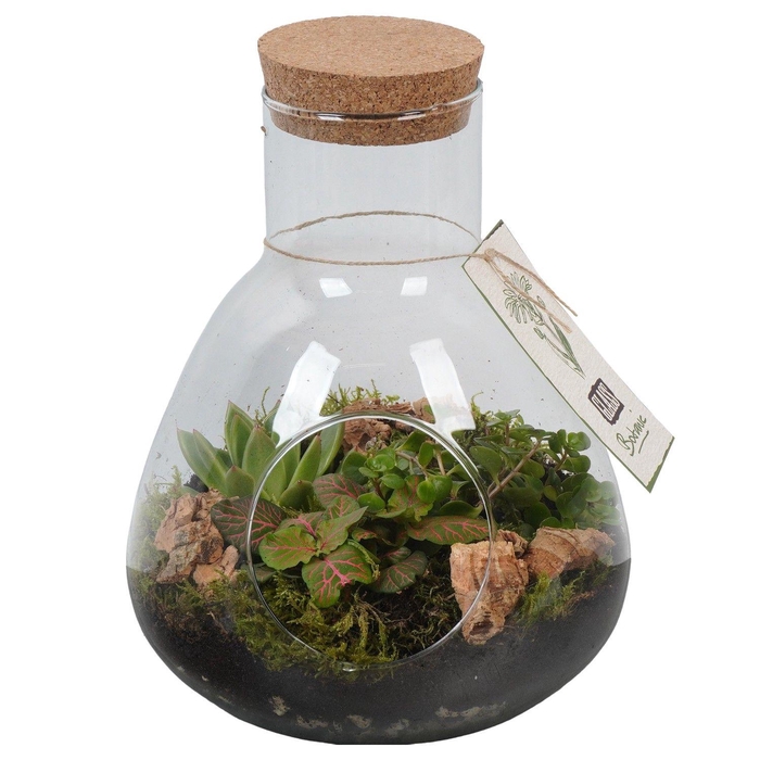 <h4>PTGIG2156 Arrangement Greens in glass in glazen terrarium</h4>