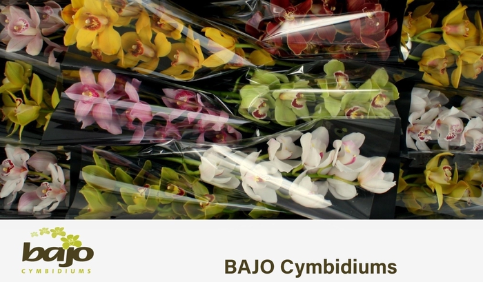 <h4>CYMB T GEM</h4>