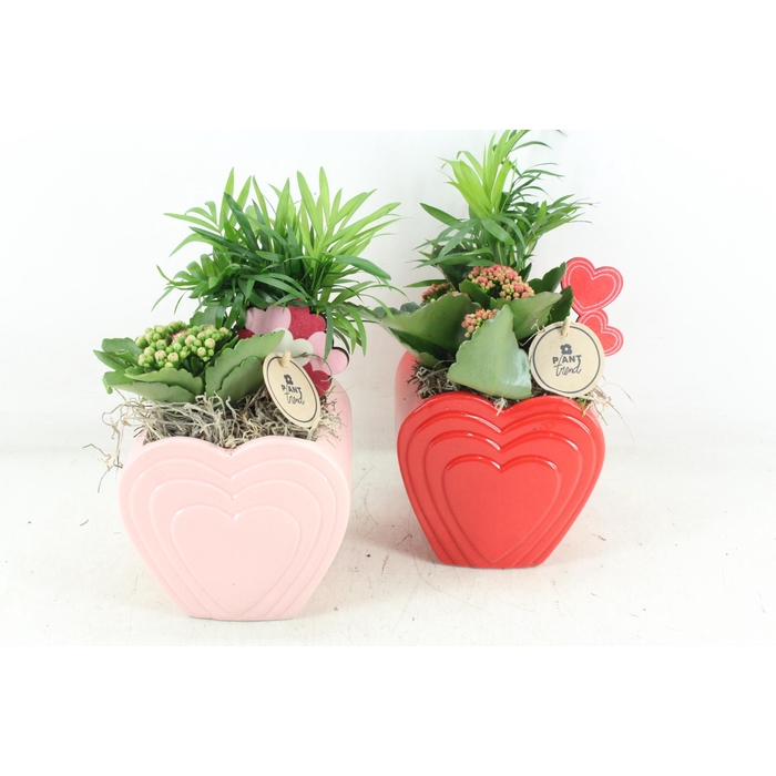 <h4>Arr2 Pl - Ker. Hart Pot Mix 250/6 - Roze/rood</h4>