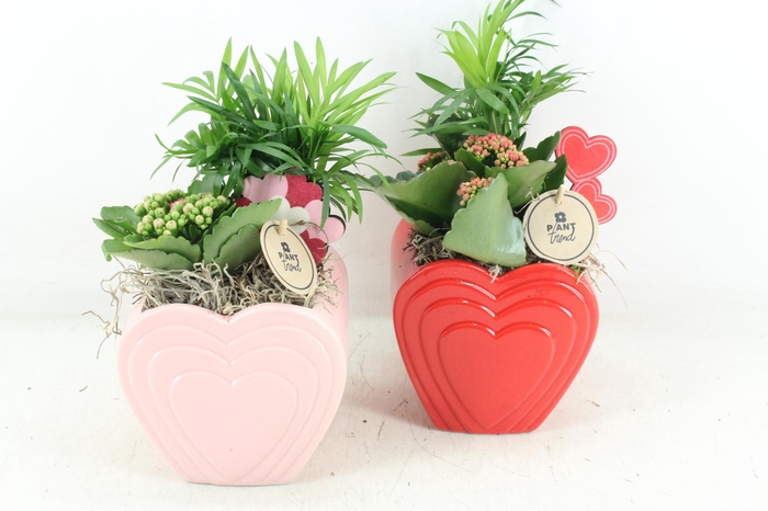 Arr2 Pl - Ker. Hart Pot Mix 250/6 - Roze/rood