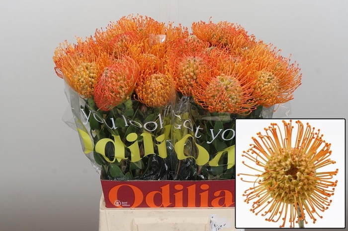 <h4>LEUCO QUEEN JULIANA</h4>