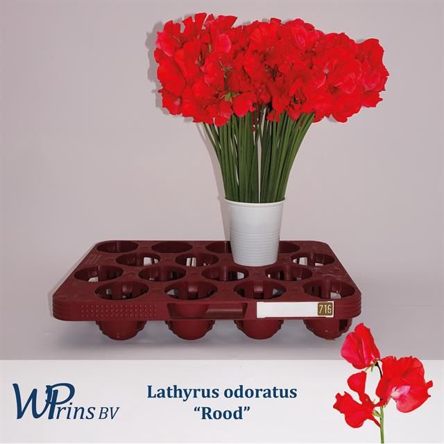 <h4>LATHYR ODOR OV ROOD</h4>