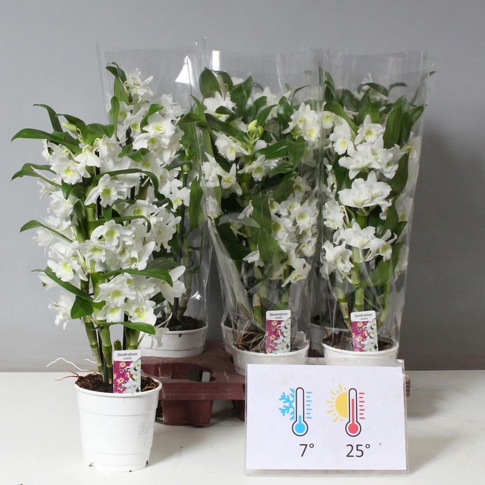 <h4>DENDR N SC APOLLON</h4>