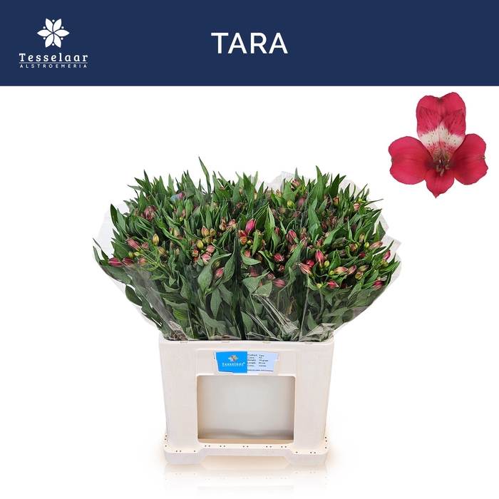 <h4>Alstroemeria tara</h4>