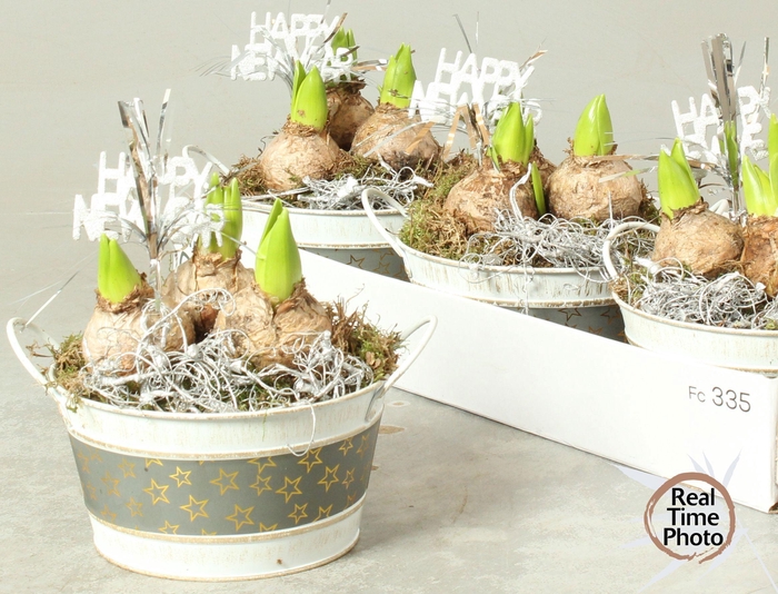 <h4>ARR HYACINTH</h4>