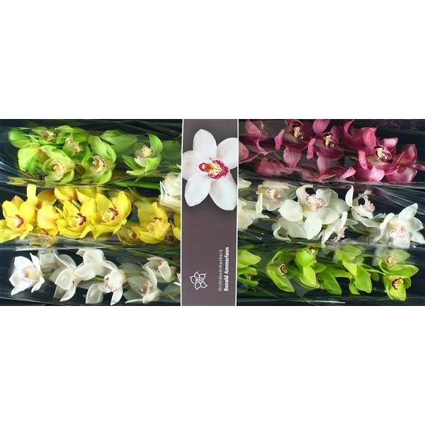 <h4>Cymb Tak gemengd x 6</h4>