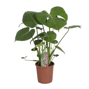 Monstera deliciosa in blanco hoes met etiket