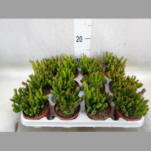Crassula ovata 'Gollum'