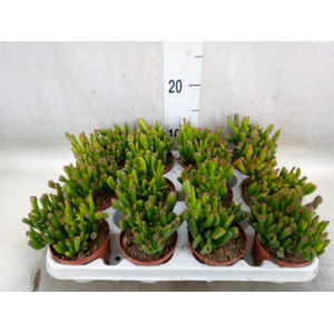 Crassula ovata 'Gollum'