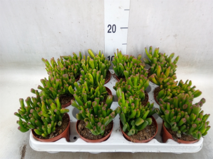 <h4>Crassula ovata 'Gollum'</h4>