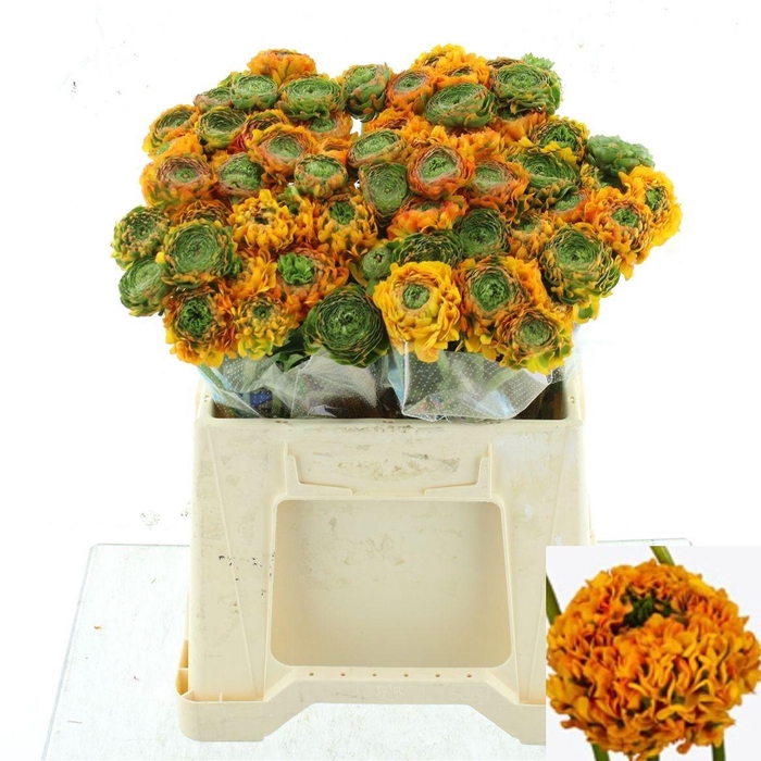 <h4>RAN PON PON MERLINO</h4>