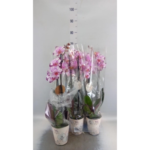 Phalaenopsis   ...