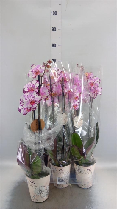 <h4>Phalaenopsis   ...</h4>