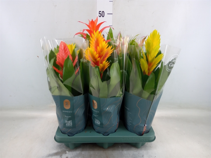 <h4>Bromelia   ...mix</h4>