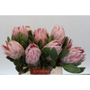 Protea Cynaroides