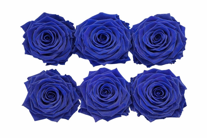 <h4>Ro Pres Classic Blue</h4>