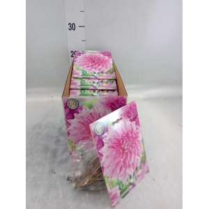 Dahlia   ...flowerbulbs