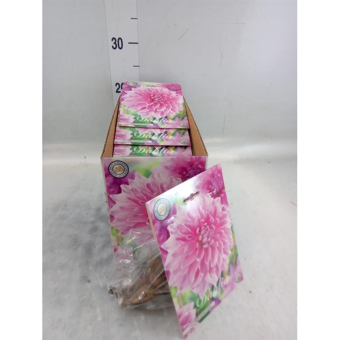 <h4>Dahlia   ...flowerbulbs</h4>