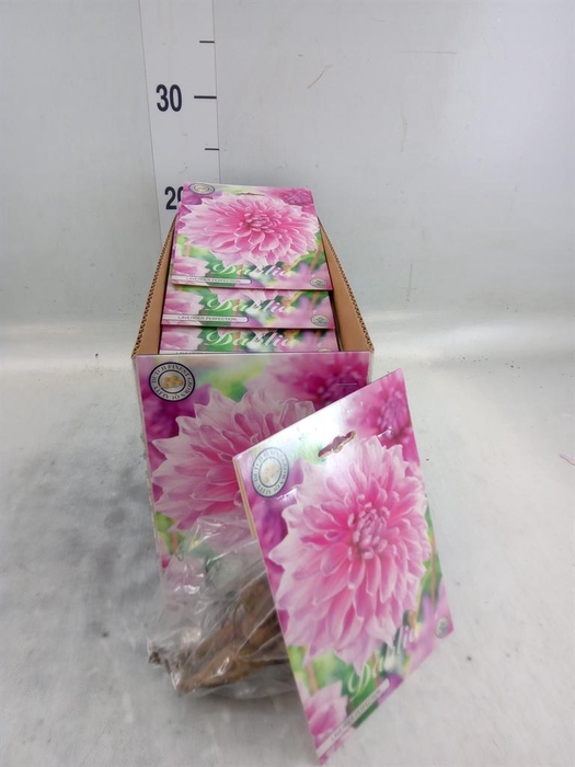 <h4>Dahlia   ...flowerbulbs</h4>