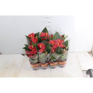 ANTHURIUM RED SUCCESS P09