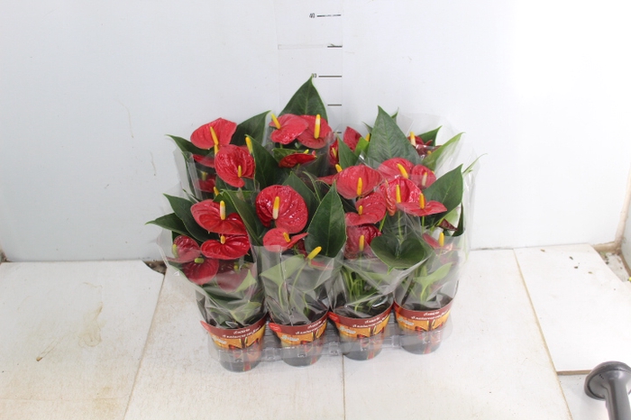 ANTHURIUM RED SUCCESS P09